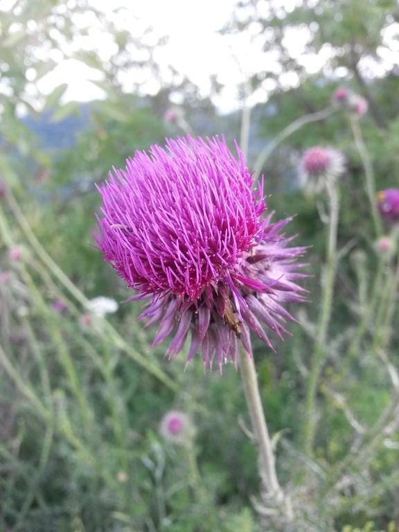 La Casetta Del Tiglio Panzió Arcugnano Kültér fotó